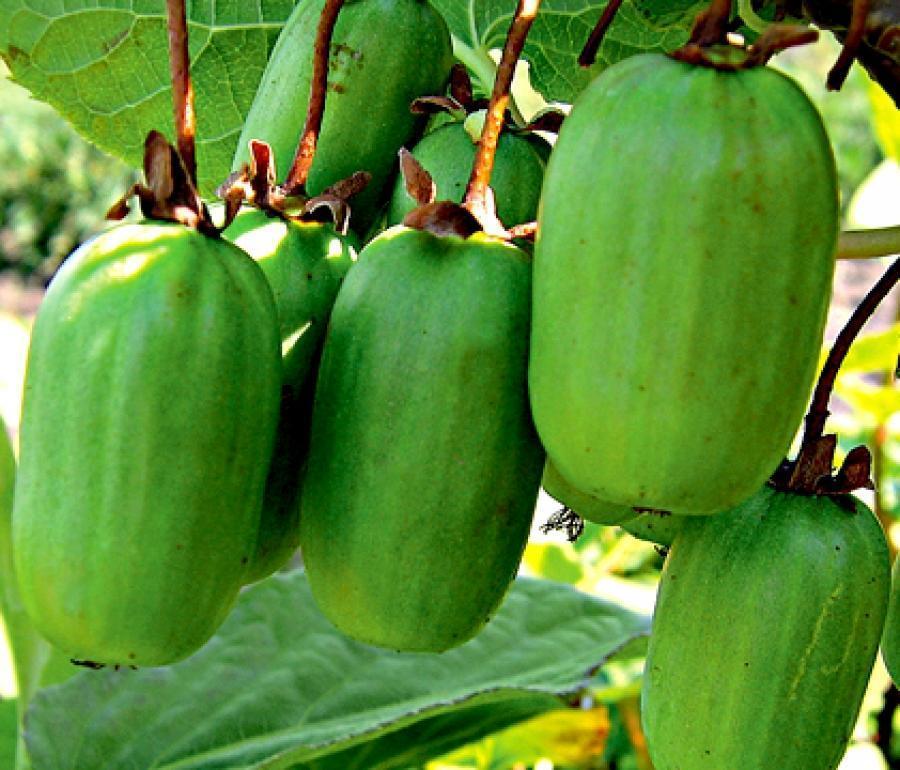 Превью изображения