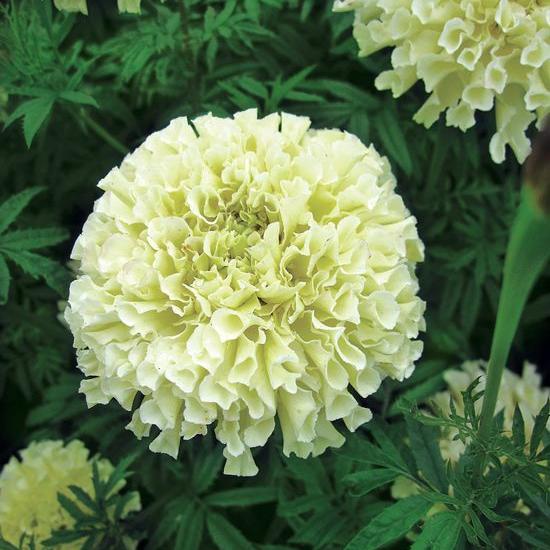 Превью изображения