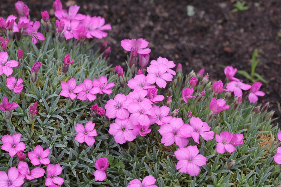 Превью изображения