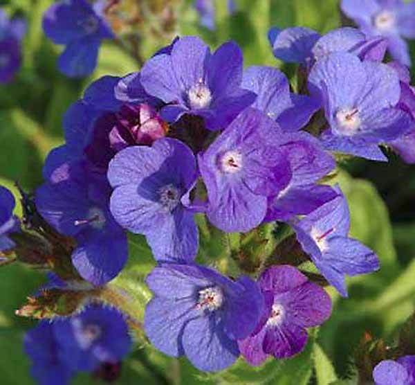 Превью изображения