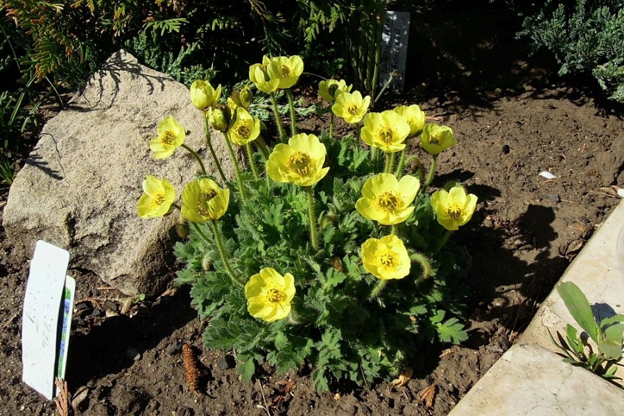 Превью изображения