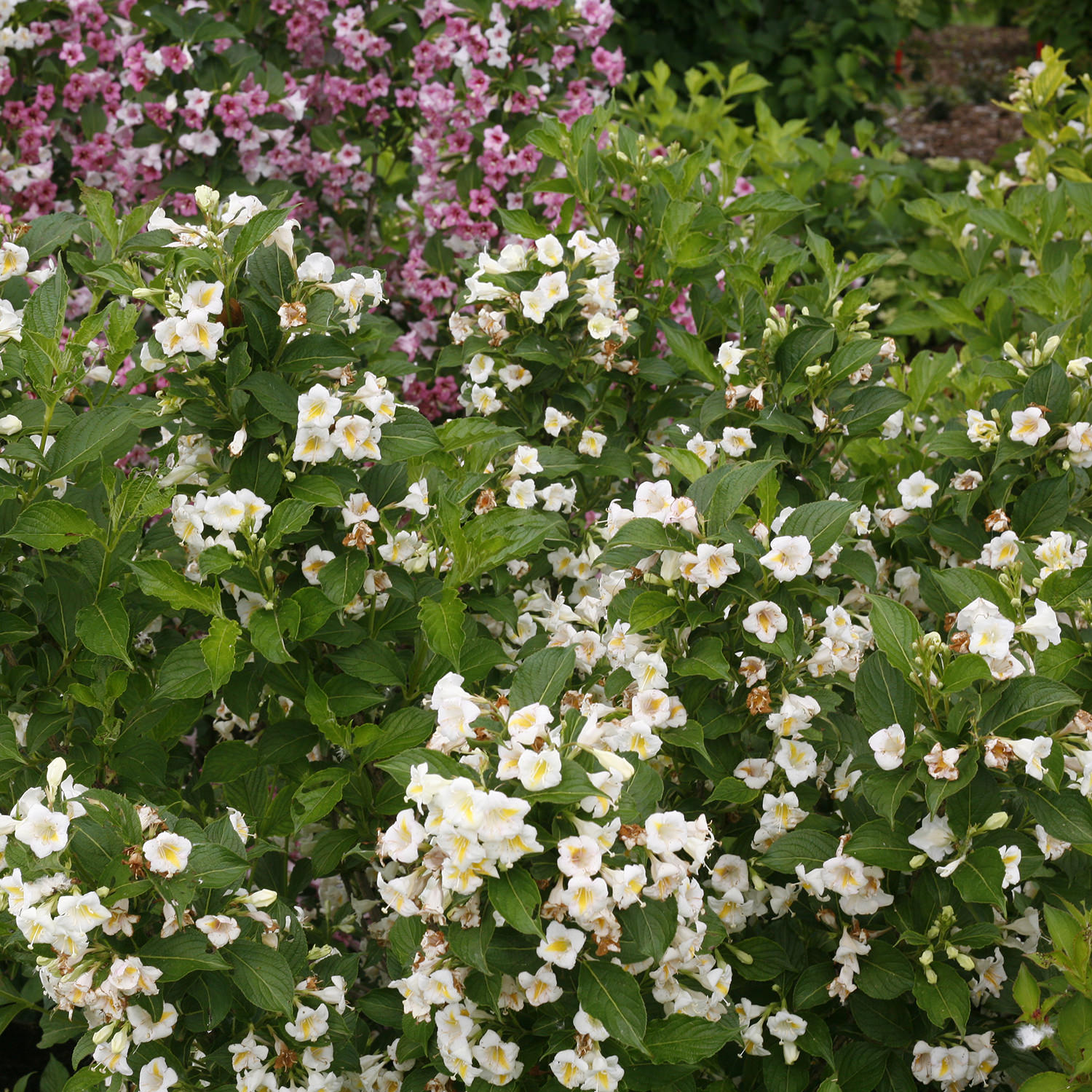 Превью изображения