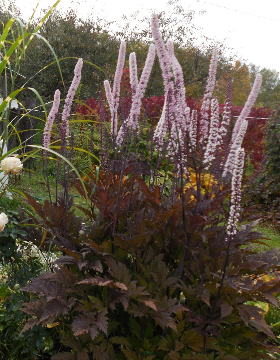 Превью изображения