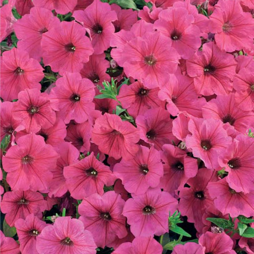 Превью изображения