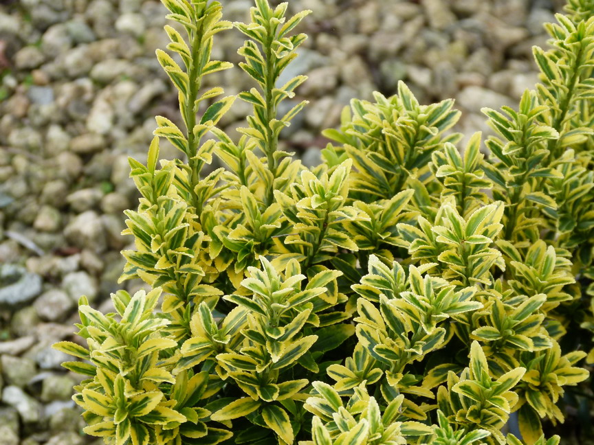 Превью изображения