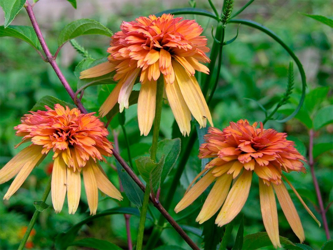 Превью изображения