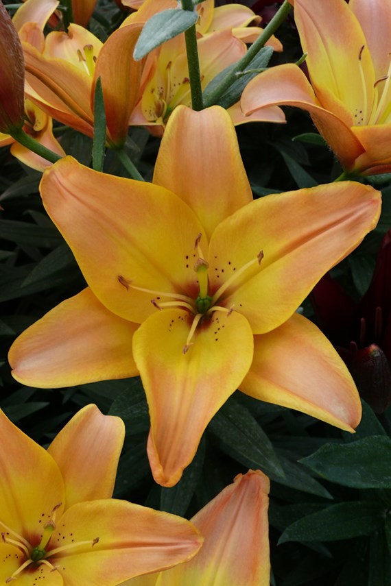 Превью изображения