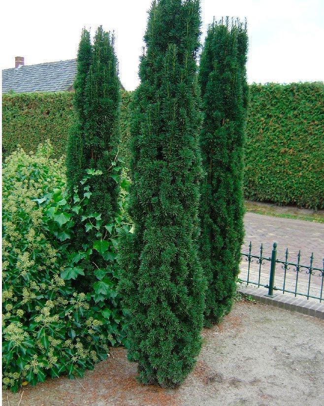 Превью изображения