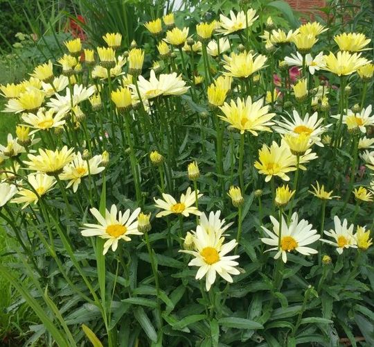 Превью изображения