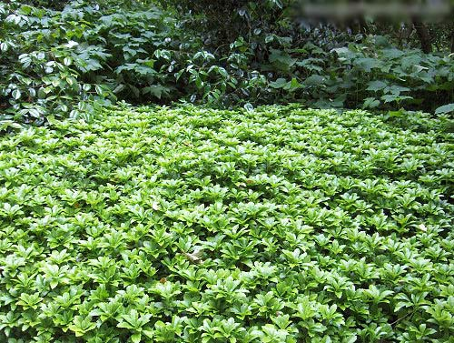 Превью изображения