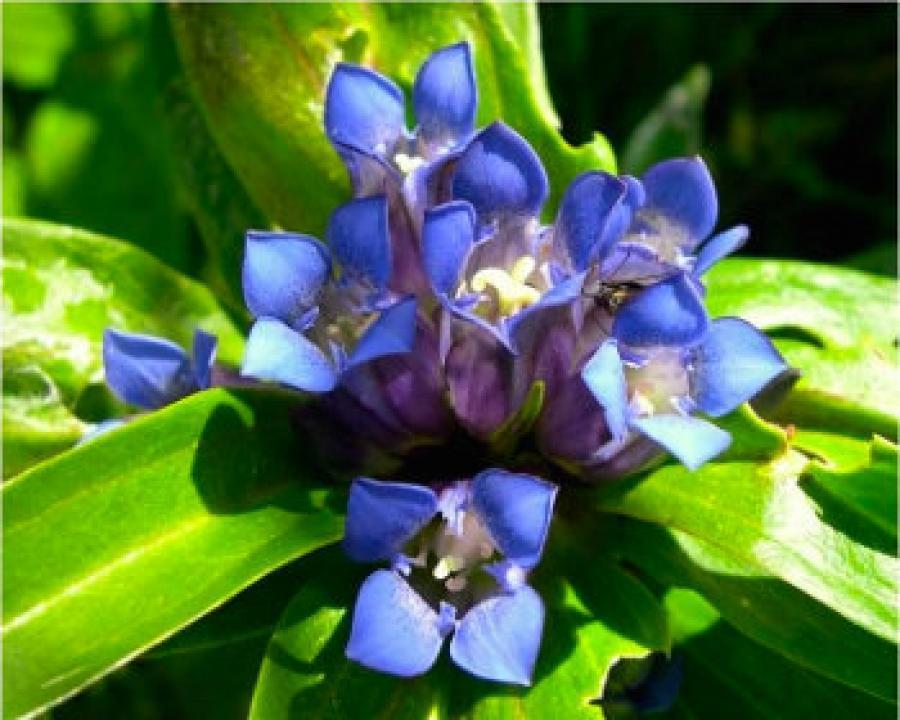 Превью изображения