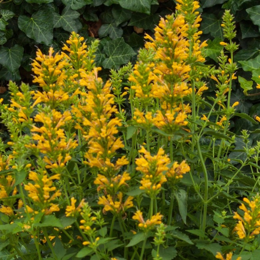 Превью изображения