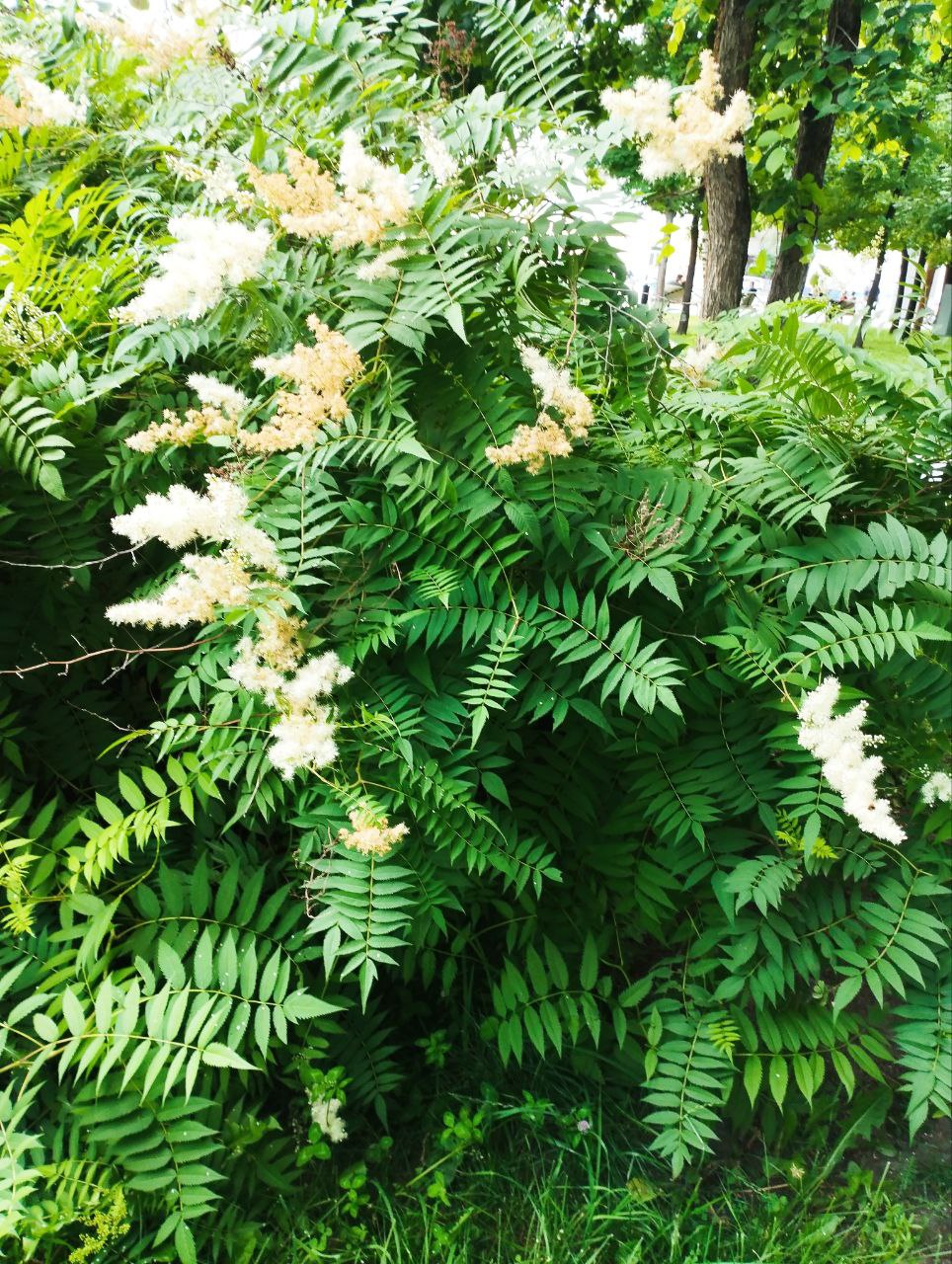 Превью изображения