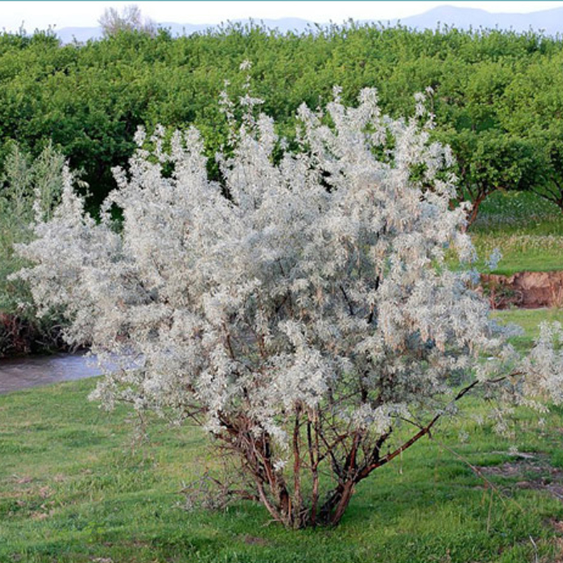 Превью изображения