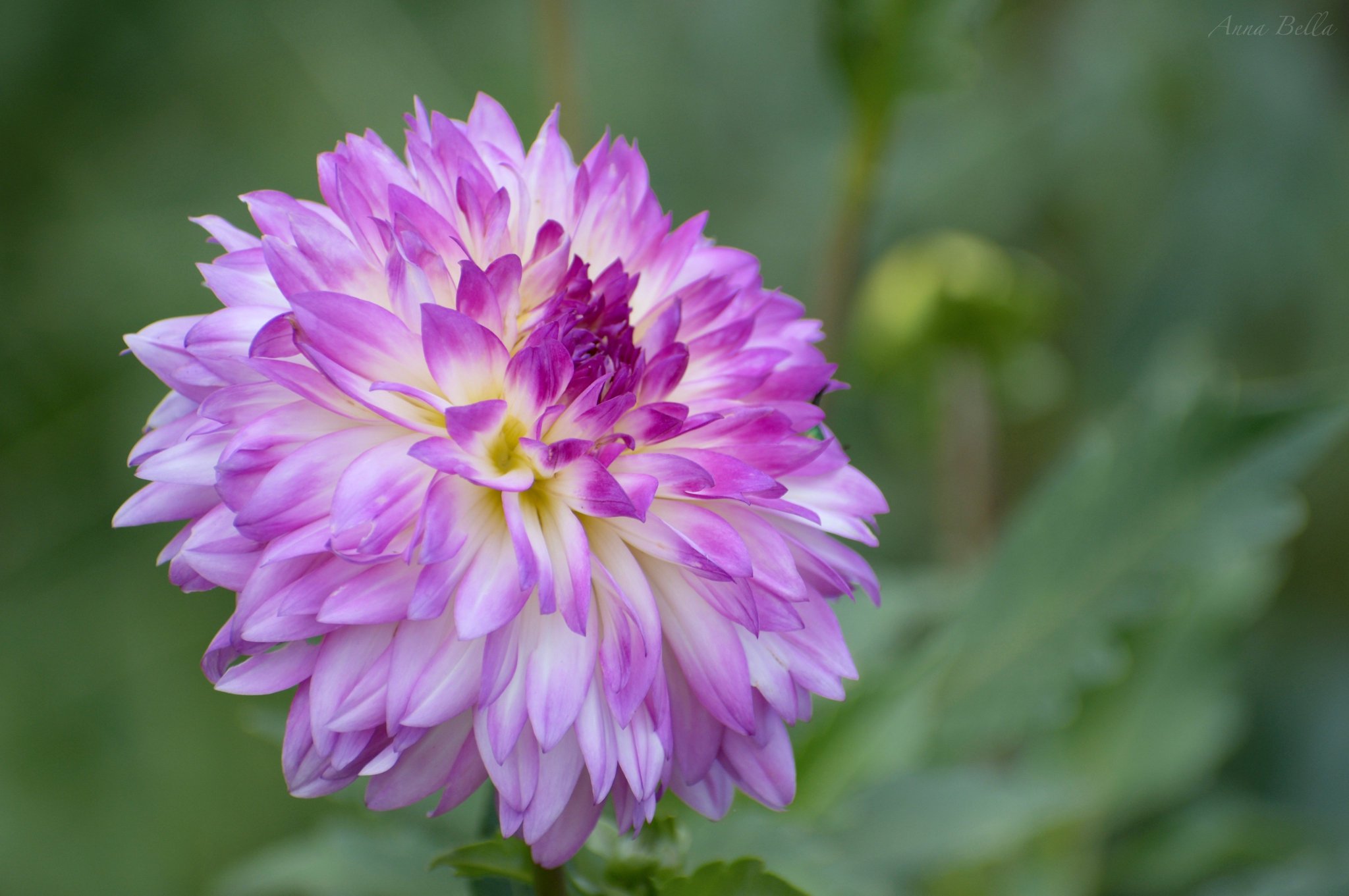 Превью изображения