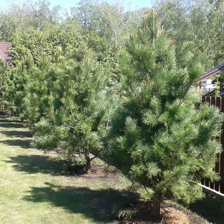 Превью изображения