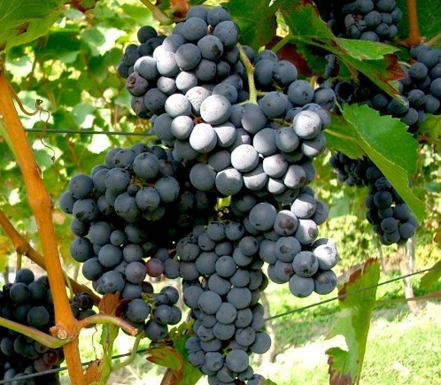 Превью изображения