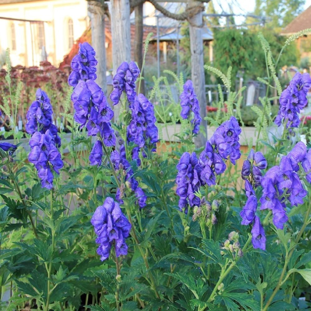 Превью изображения