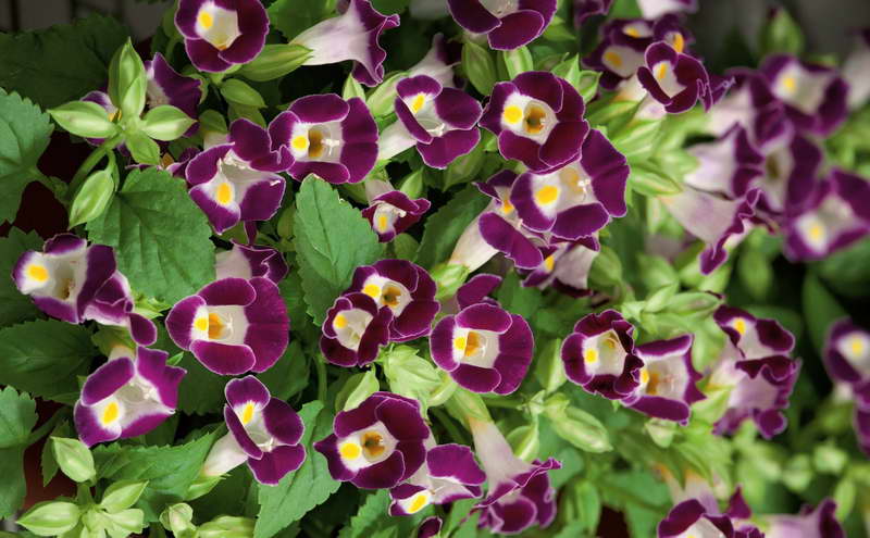 Превью изображения