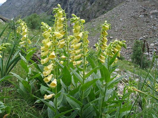 Превью изображения