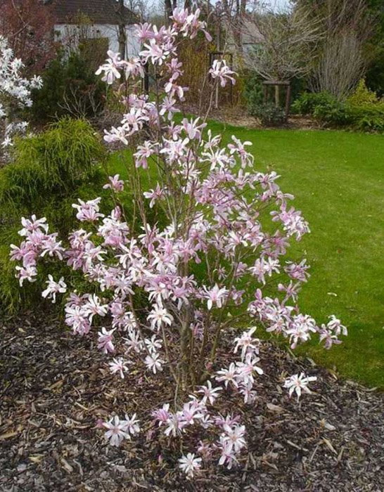 Превью изображения