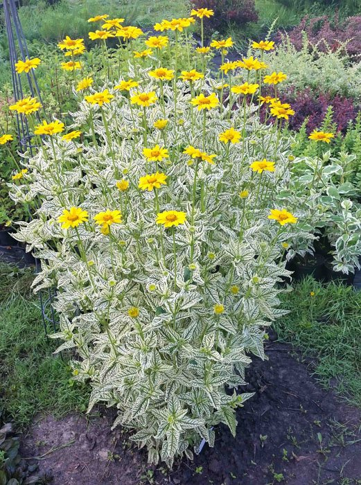 Превью изображения