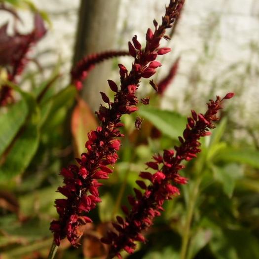 Превью изображения