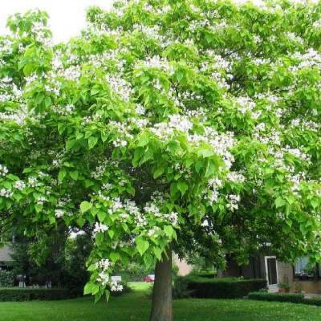 Превью изображения