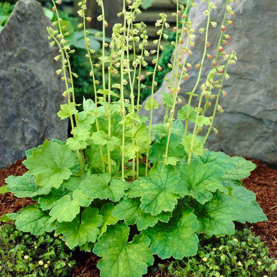 Превью изображения