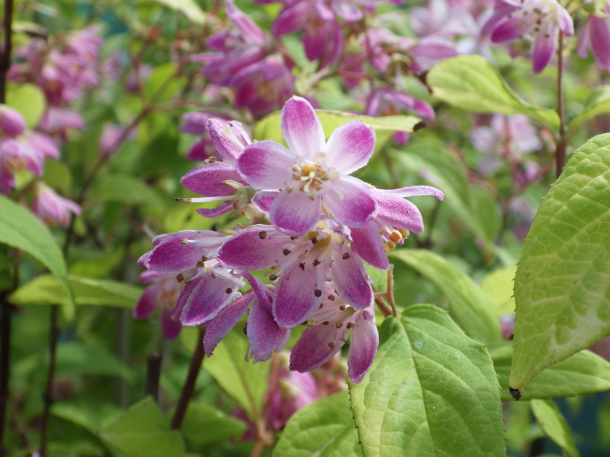 Превью изображения