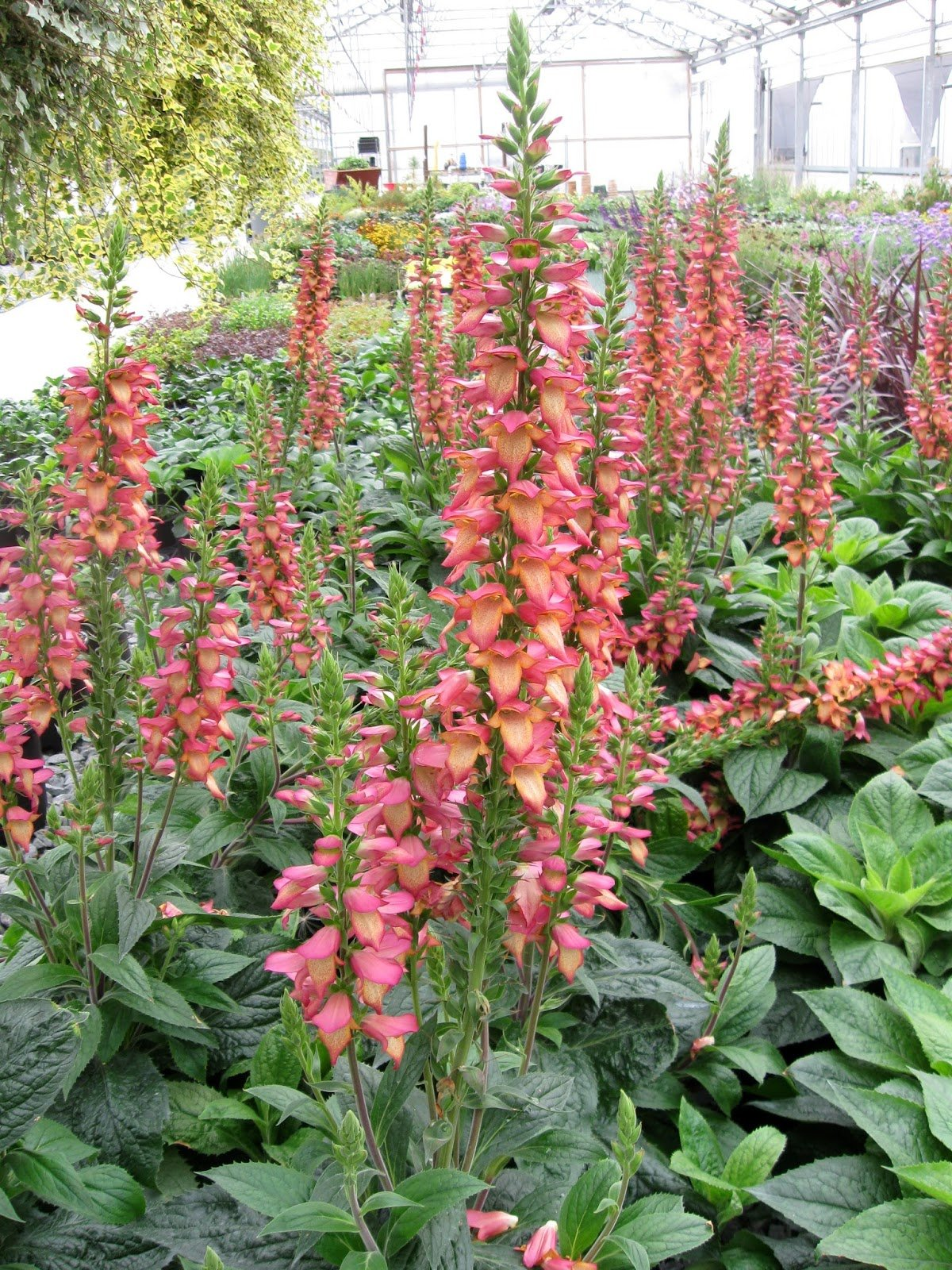 Превью изображения