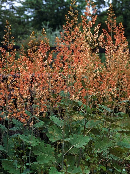 Превью изображения