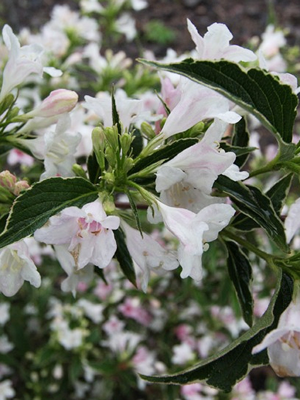 Превью изображения