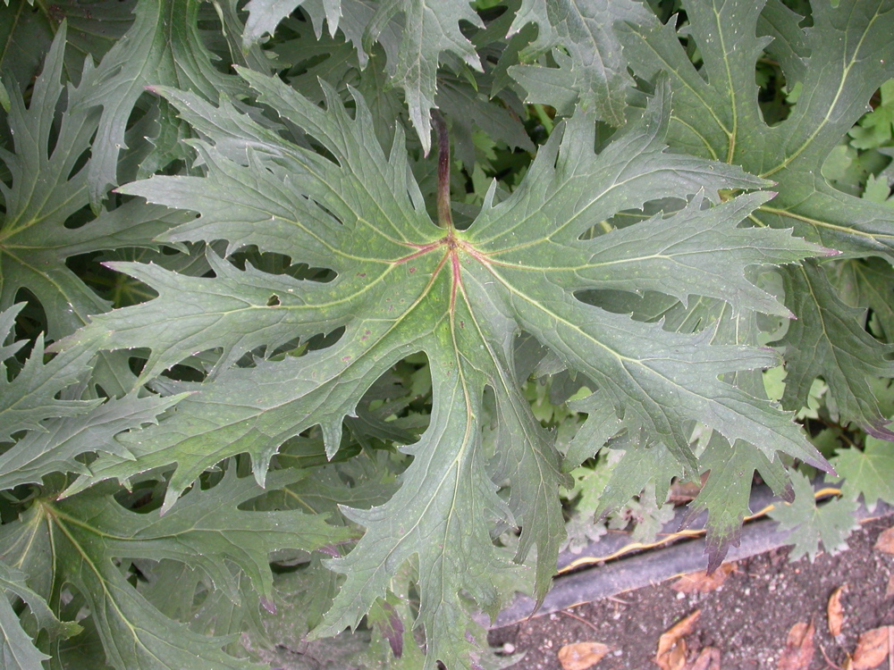 Превью изображения