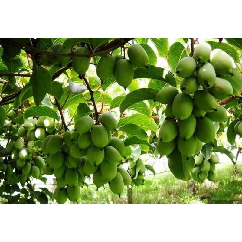 Превью изображения