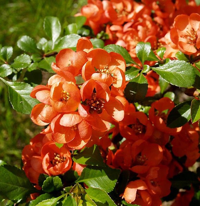 Превью изображения