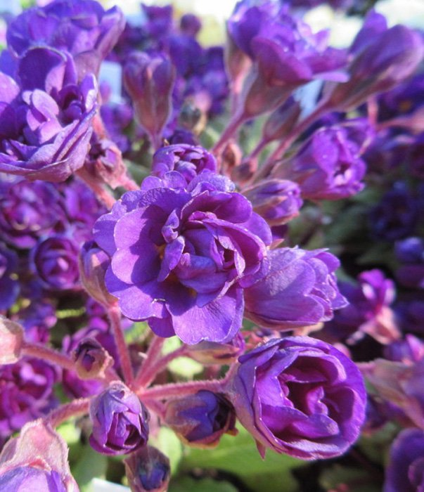 Превью изображения