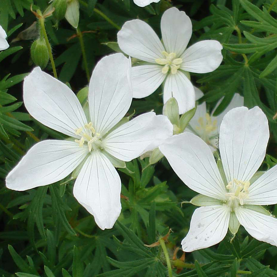 Превью изображения