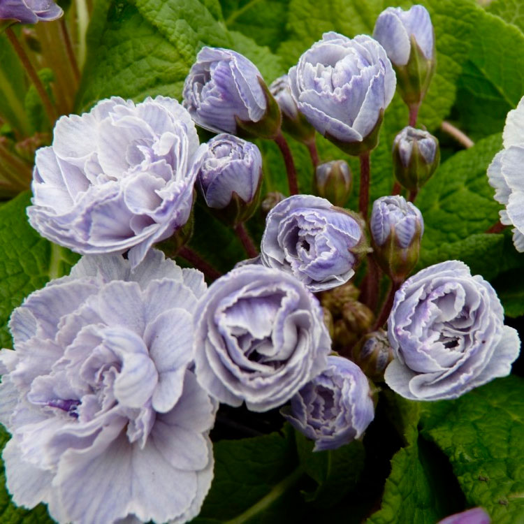 Превью изображения