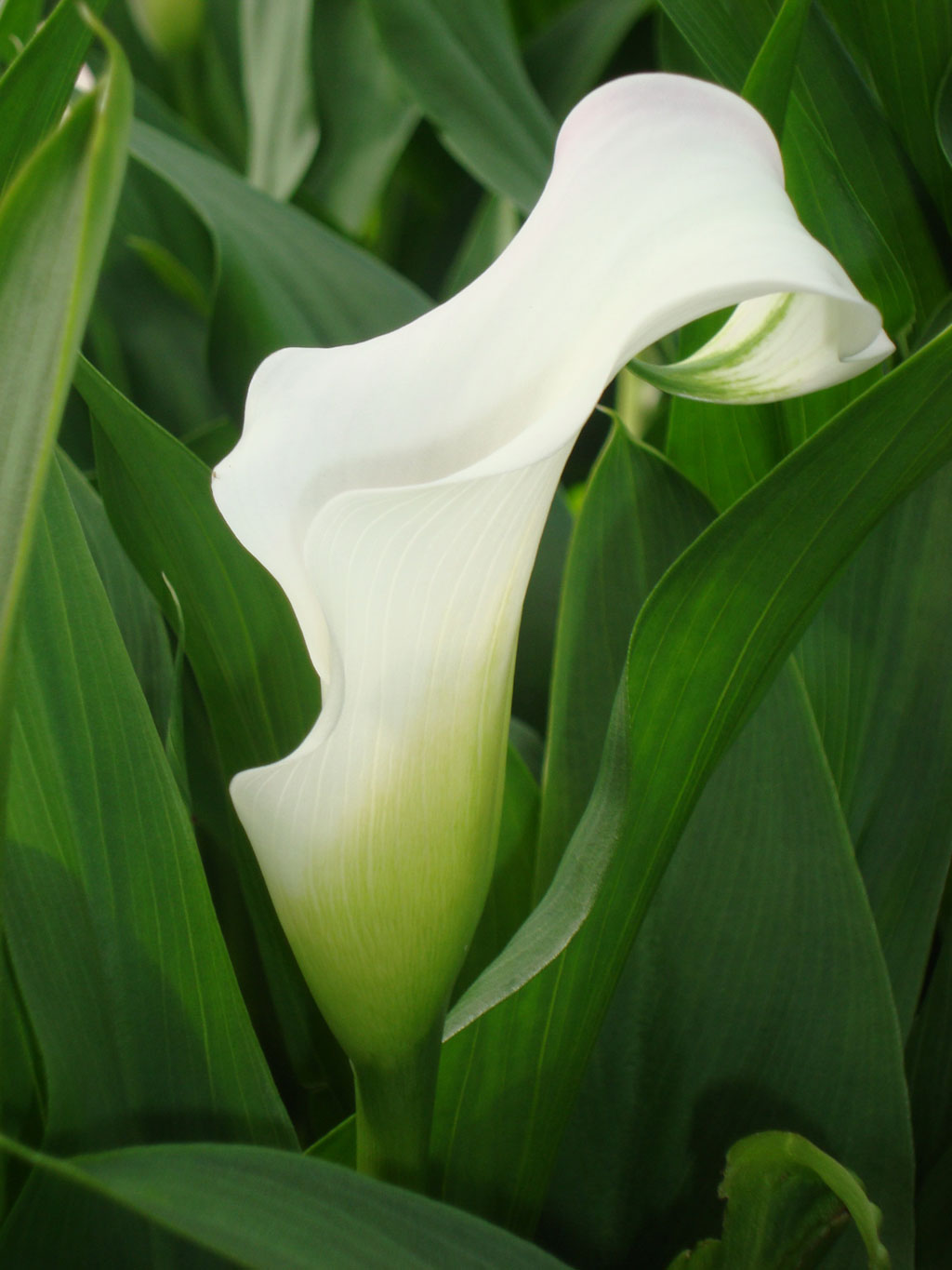 Превью изображения