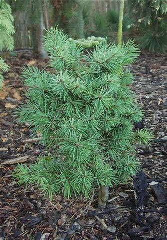 Превью изображения