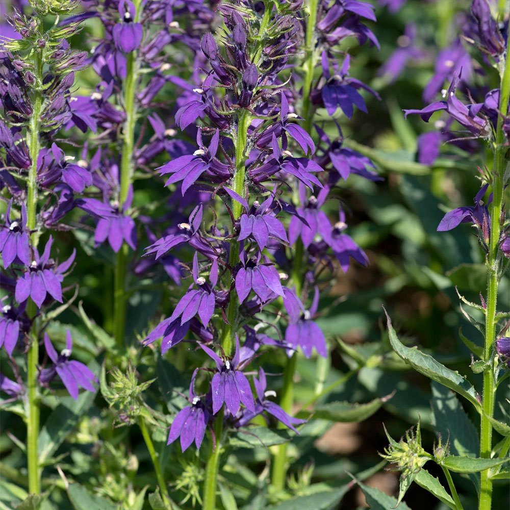 Превью изображения