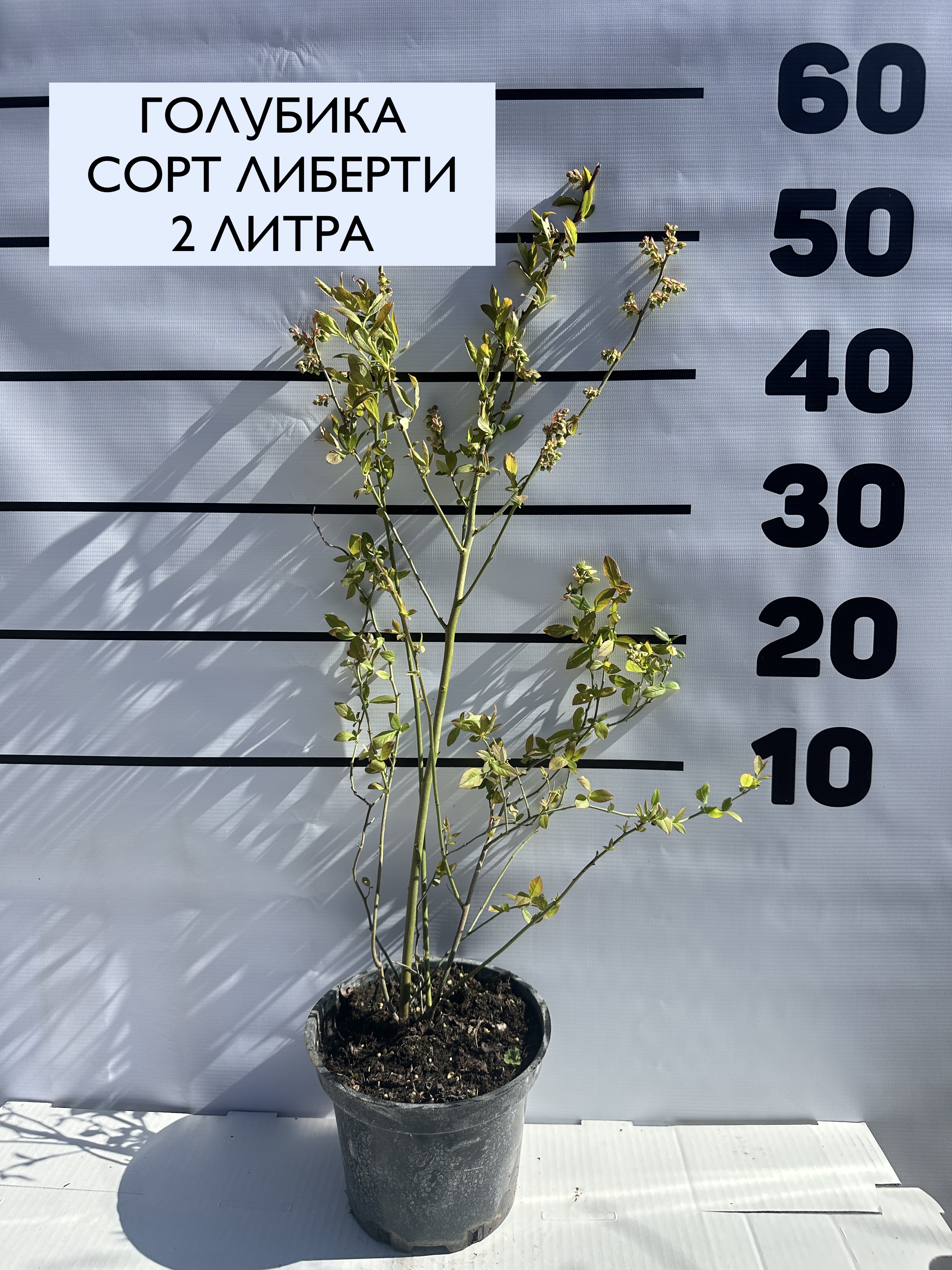 Превью изображения