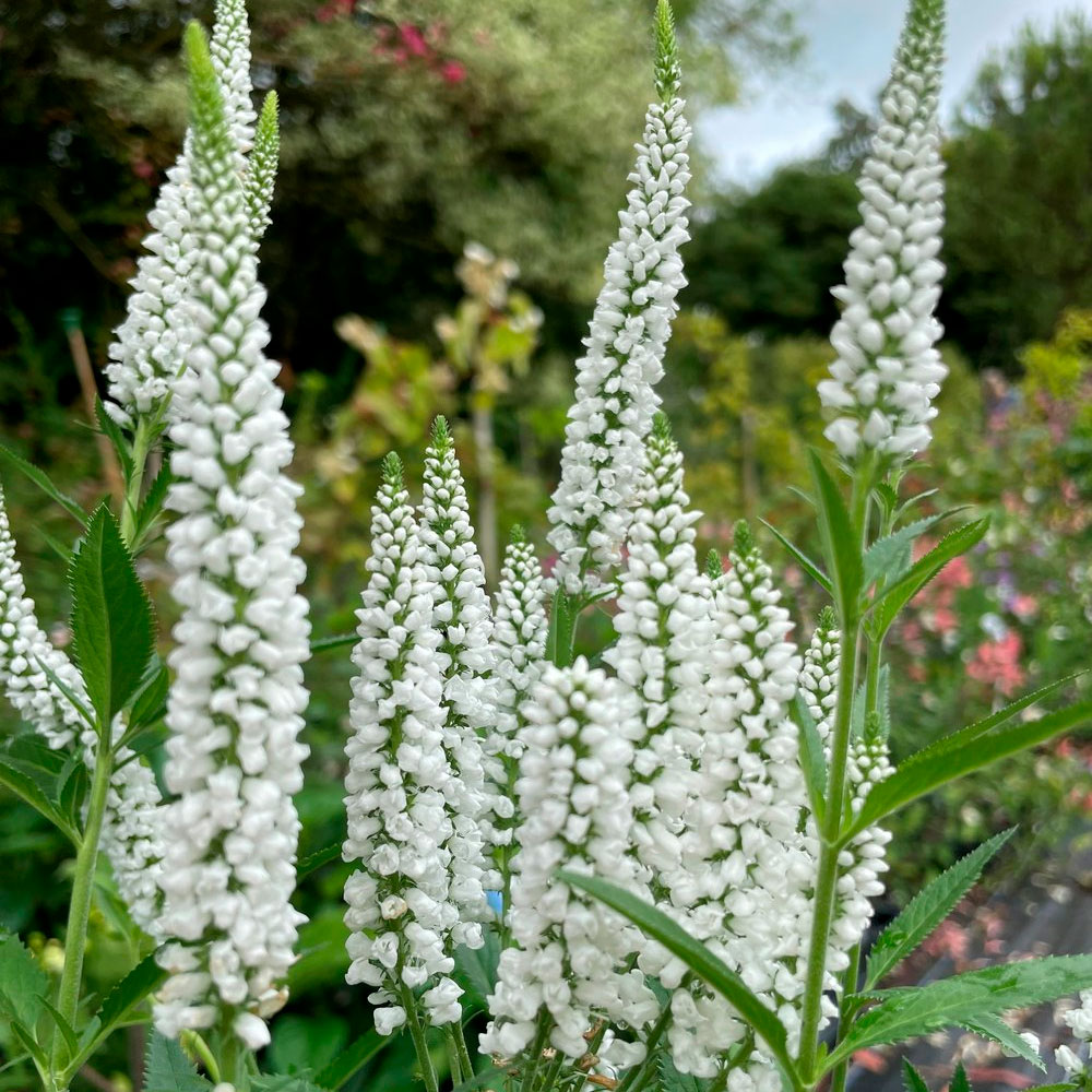 Превью изображения