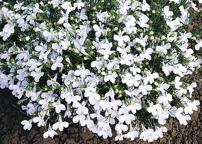 Превью изображения