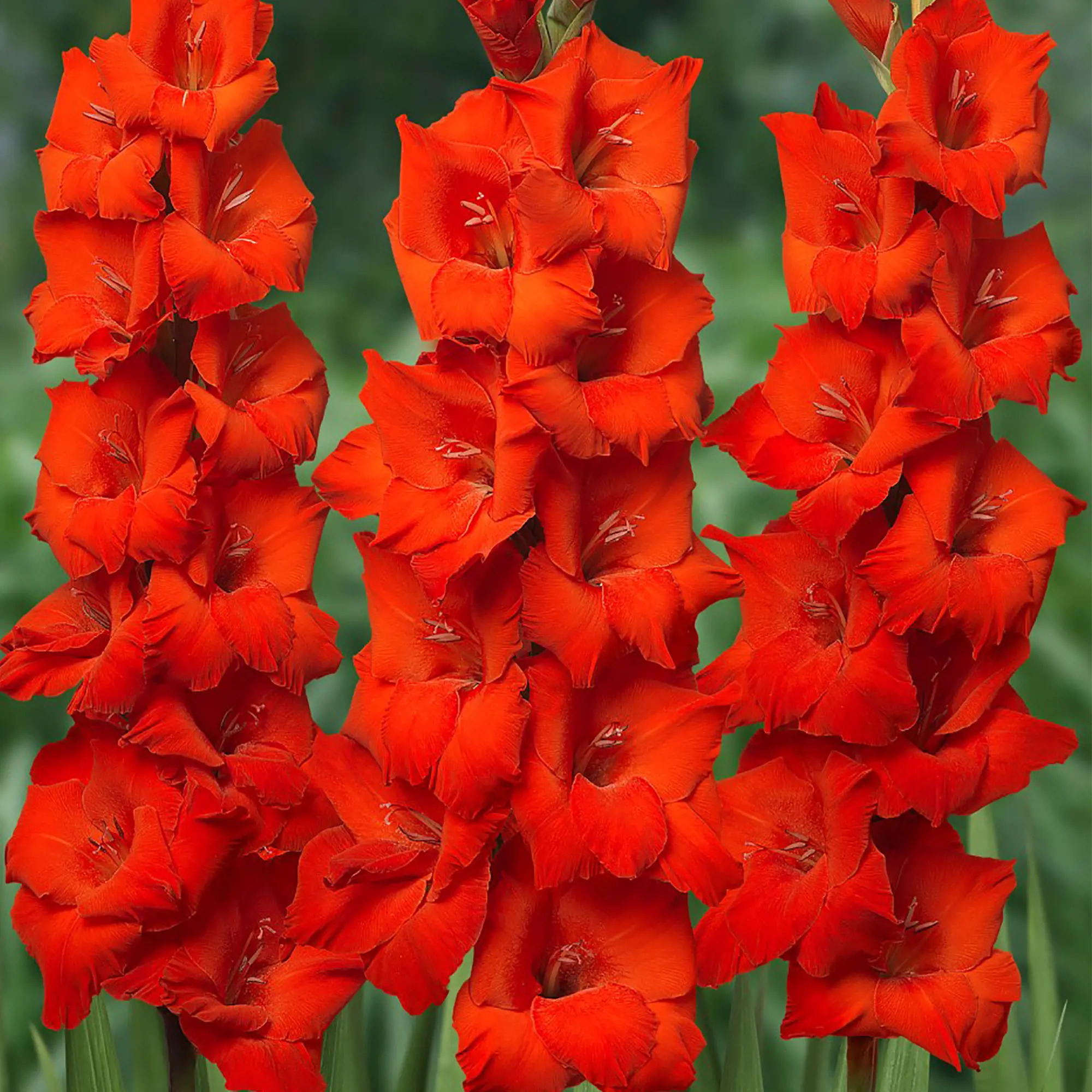 Превью изображения