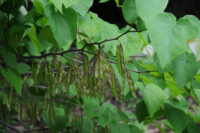 Превью изображения