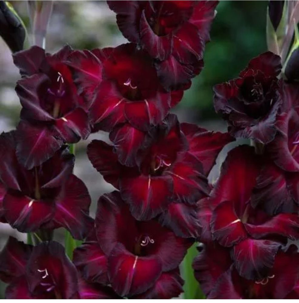 Превью изображения