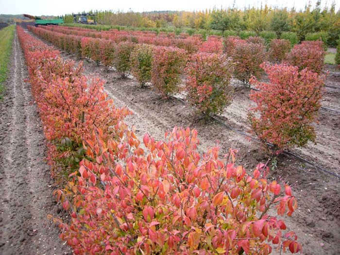 Превью изображения