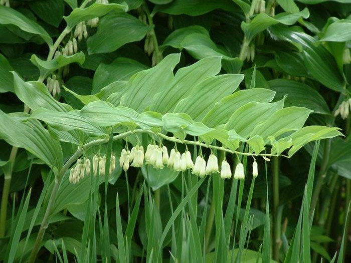 Превью изображения